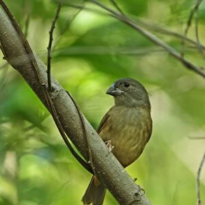 Saint Lucia Black Finch (Melanospiza richardsoni) adult female, perched on branch, Praslin, St