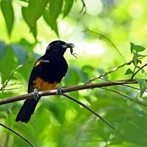 Saint Lucia Oriole (Icterus laudabilis) adult female, with insect prey in beak, perched on branch, Praslin, St