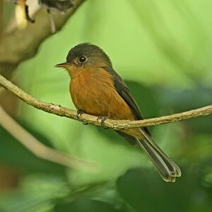 Saint Lucia Pewee (Contopus oberi) adult, perched on twig, Fond Doux Plantation, St
