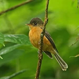 Saint Lucia Pewee (Contopus oberi) adult, perched on twig, Fond Doux Plantation, St
