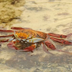 Sally Lightfoot Crab (Grapsus grapsus) adult, resting in shallow water, Galapagos Islands