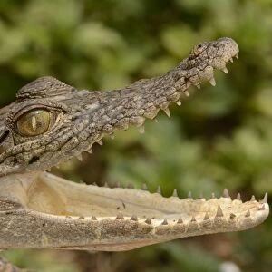 Saltwater Crocodile (Crocodylus porosus) juvenile, close-up of head, with mouth open, Bali, Lesser Sunda Islands