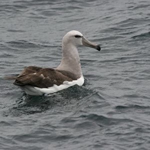 Salvin's Albatross (Thalassarche salvini) immature, swimming, off Quintero, Chile, november