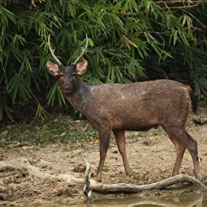 Sambar (Cervus unicolor) adult male, standing at edge of forest waterhole, Kaeng Krachan N. P. Thailand, february