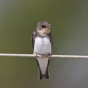Sand Martin (Riparia riparia) adult male, perched on wire, Minsmere RSPB Reserve, Suffolk, England, june