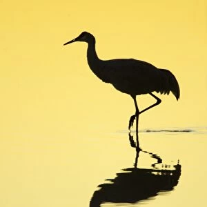 Sandhill Crane (Grus canadensis) adult, walking in water with reflection, silhouetted at sunrise