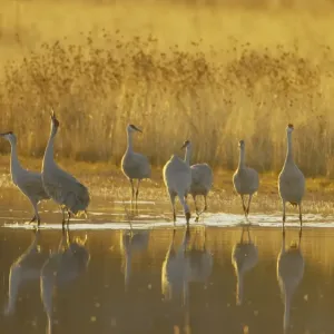 Sandhill Crane (Grus canadensis) flock, standing in roost site at dawn, Bosque del Apache National Wildlife Refuge Sandhill Crane (Grus canadensis) flock, standing in roost site at dawn, Bosque del Apache National Wildlife Refuge