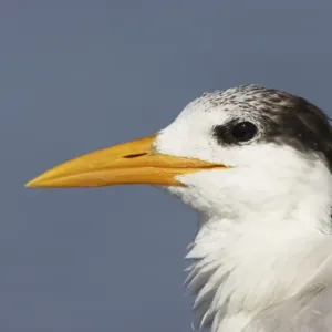Sandwich Tern (Sterna sandvicensis) adult, winter plumage, close-up of head, Fort de Soto, Florida, U. S. A Sandwich Tern (Sterna sandvicensis) adult, winter plumage, close-up of head, Fort de Soto, Florida, U. S. A