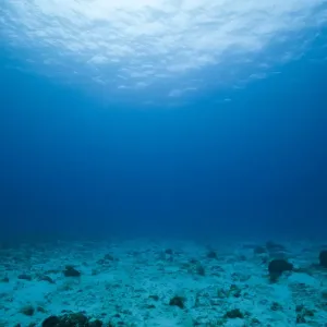 Cozumel Sandy Bottom Print Cozumel Sandy Bottom Print