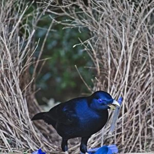 Satin Bowerbird (Ptilonorhynchus violaceus) adult male, decorating bower with blue pen, Lamington N. P. Queensland, Australia