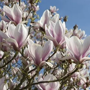Saucer Magnolia, Magnolia x soulangeana, established flowering tree in spring