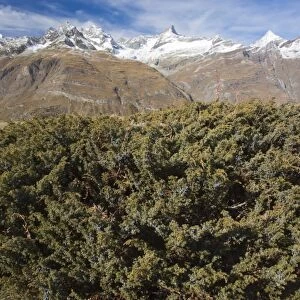 Savin Juniper (Juniperus sabina) habit, in fruit, growing in mountain habitat (at 2400m), Swiss Alps, Switzerland