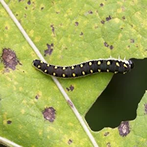 Sawfly (Tenthredo mandibularis) larva, feeding on burdock leaf, River Whiteadder, Berwickshire, Scottish Borders