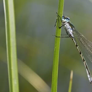 Scarce Emerald Damselfly (Lestes dryas) adult male, clinging to reed leaf, Hadleigh Country Park, Essex, England, July
