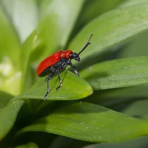 Scarlet Lily Beetle (Lilioceris lilii) adult, on lily leaf in garden, Chipping, Lancashire, England, June
