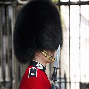Scots Guards guardsman in ceremonial uniform, The Mall, City of Westminster, London, England, april