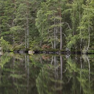 Scots Pine (Pinus sylvestris) forest habitat reflected in freshwater loch, Loch Garten, Loch Garten RSPB Reserve
