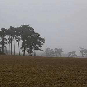 Scots Pine (Pinus sylvestris) habit, in misty habitat, Sandlings, Orford, Suffolk, England, march