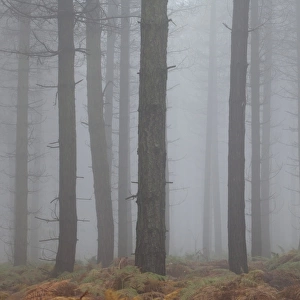 Scots Pine (Pinus sylvestris) trunks, woodland habitat in mist, Greno Woods Reserve, Sheffield, South Yorkshire