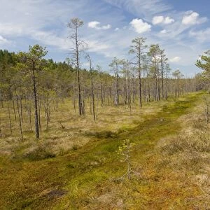 Scots Pine (Pinus sylvestris) woodland, invading bog habitat, Meenikunno Mstikukaitseala Reserve, Estonia, june