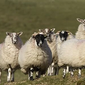 Scottish Blackface domestic sheep, note the ear tags