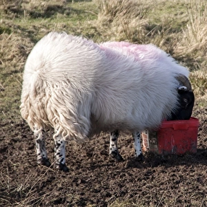 Scottish Blackface domestic sheep using a salt lick