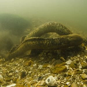Sea Lamprey (Petromyzon marinus) adult pair, spawning in redd nest on stony riverbed, River Test, Hampshire, England