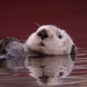Sea Otter (Enhydra lutris) adult, close-up of head, resting on back in water, Monterey, California, U. S. A Sea Otter (Enhydra lutris) adult, close-up of head, resting on back in water, Monterey, California, U. S. A