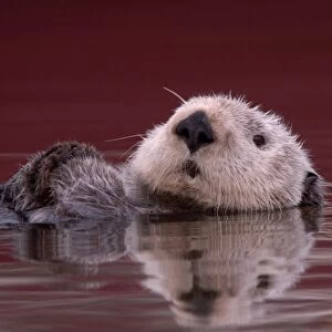 Sea Otter (Enhydra lutris) adult, close-up of head, resting on back in water, Monterey, California, U. S. A