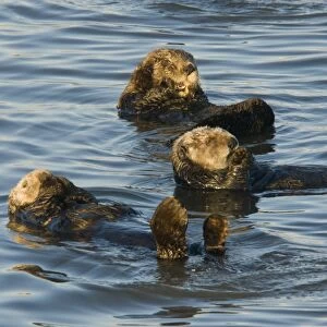 Sea Otter (Enhydra lutris) three adults, resting at surface of sea, Pacific Ocean, Southern California, U. S. A. november