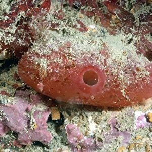 Sea-squirt (Ascidia mentula) adult, with open siphon, Brandy Bay, Isle of Purbeck, Dorset, England, August