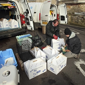 Seabird rescue, contaminated Common Guillemot (Uria aalge) being collected by RSPCA officer and loaded into van