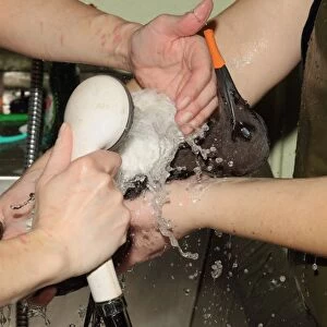 Seabird rescue, contaminated Common Guillemot (Uria aalge) being cleaned by people