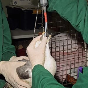 Seabird rescue, contaminated Northern Fulmar (Fulmarus glacialis) adult, being tube fed by people