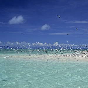 Seabirds in flight over sea, Michaelmas Cay, Great Barrier Reef, Queensland, Australia