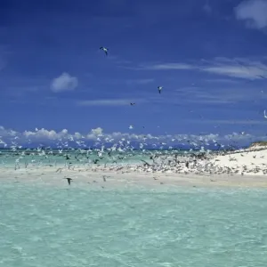 Seabirds in flight over the sea, Michaelmas Cay Print Seabirds in flight over the sea, Michaelmas Cay Print