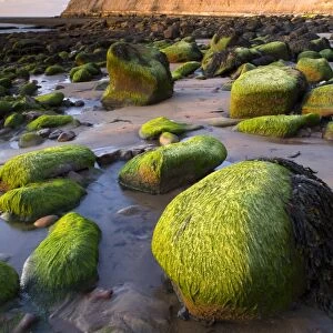 Seaweed covered rocks on beach at sunset, Runswick Bay, North Yorkshire, England, may