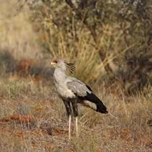 Secretary-bird (Sagittarius serpentarius) adult, standing on ground, Kgalagadi Transfrontier Park