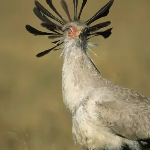 Secretary Bird Print - Close-up Image Secretary Bird Print - Close-up Image
