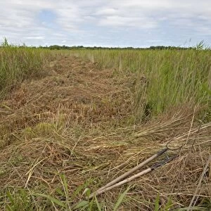 Sedge cutting in marshland, Sutton Fen RSPB Reserve, The Broads, Norfolk, England, July