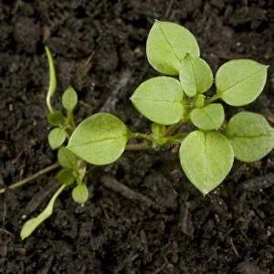 Seedling developing into a young plant of chickweed, Stellaria media, an annual agricultural and garden weed