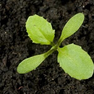 Seedling groundsel, Senecio, vulgaris, annual arable and garden weed seedling cotyledons and first true leaves