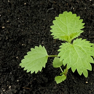 Seedling stinging nettle, Urtica dioica, perrennial stinging weed of gardens