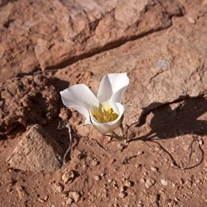 Sego Lily - Flower, Utah, America