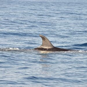Sei Whale (Balaenoptera borealis) adult, dorsal fin, swimming at surface, Azores, June