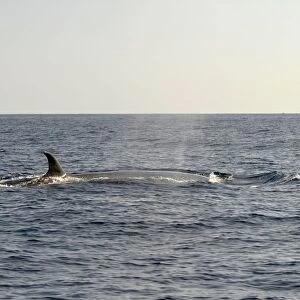 Sei Whale (Balaenoptera borealis) adult, swimming at surface, Azores, June