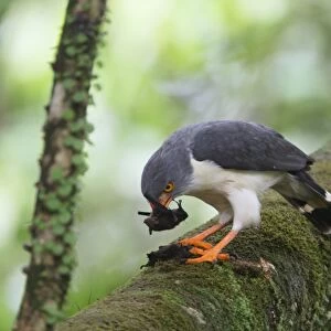 Semiplumbeous Hawk (Leucopternis semiplumbeus) adult, feeding on bat prey, perched on branch in tree, Costa Rica, february
