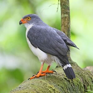 Semiplumbeous Hawk (Leucopternis semiplumbeus) adult, perched on branch in tree, Costa Rica, february