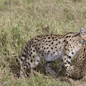 Serval (Leptailurus serval) adult, carrying cub in mouth, Serengeti N. P. Tanzania, December