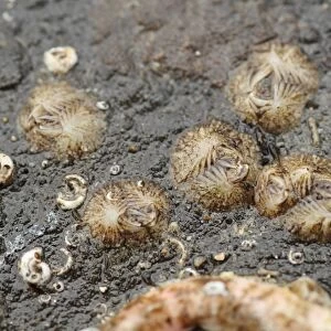 Sessile Barnacle (Verruca stroemia) adults, group on rock exposed at low tide, Lyme Regis, Dorset, England, March